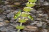 Poecilimon jonicus: dults (Tymfi, Vradeto, 1500m asl, N-Greece, late June 2013) [N]