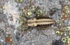 Pycnogaster jugicola: Larva (Spain, Sierra de Gredos, early May 2022) [N]