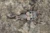 Pycnogaster jugicola: Larva (e.l. rearing, Spain, Sierra de Gredos, larva in early May 2022) [S]