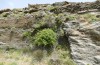 Poecilimon klausgerhardi: Habitat (Griechenland, Tinos, westlich von Aetofolia, 400m, Ende Mai 2025) [N]