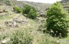 Poecilimon klausgerhardi: Habitat (Griechenland, Tinos, westlich von Aetofolia, 400m, Ende Mai 2025) [N]