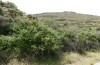 Poecilimon klausgerhardi: Habitat (Griechenland, Tinos, westlich von Aetofolia, 400m, Ende Mai 2025) [N]