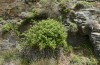 Poecilimon klausgerhardi: Habitat (Griechenland, Tinos, westlich von Aetofolia, 400m, Ende Mai 2025) [N]