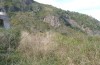 Calliphona koenigi: Habitat (Teneriffa, oberhalb Los Realejos, Dezember 2017) [N]
