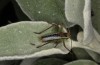Poecilimon laevissimus: Male larva (Greece, Lefkada island, early June 2021) [N]