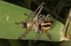 Male (W-Greece, Lefkada island, early June 2021)