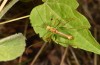 Leptophyes lisae: Männchen (Peloponnes, N-Taygetos, Ende Juli 2019) [N]