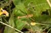 Leptophyes lisae: Männchen (Peloponnes, N-Taygetos, Ende Juli 2019) [N]