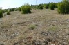 Platycleis macedonica: Habitat (Greece, Kozani, Livera, mid-July 2025) [N]