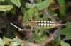 Poecilimon macedonicus: Female (N-Greece, east of Thessaloniki, late June 2013) [N]
