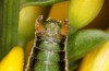 Odontura macphersoni: Männchen (e.l. Spanien, Sierra de Gredos, Avila, Larve Ende April 2024) [S]