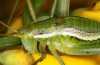 Odontura macphersoni: Weibchen (e.l. Spanien, Sierra de Gredos, Avila, Larve Ende April 2024) [S]