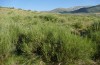 Odontura macphersoni: Habitat (Spanien, Avila, Sierra de Gredos, 1700m, Ende Juni 2025) [N]