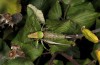 Eupholidoptera magnifica: Weibchen (Sardinien, Gennargentu, zwischen Aritzo und Desulo, Ende September 2018) [N]