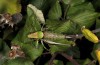 Eupholidoptera magnifica: Female (Sardinia, between Aritzo and Desulo, late September 2018) [N]