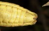 Ephippiger melisi: Männchen, Abdomenunterseite (Italien, Gran-Sasso-Südwestseite, 900m, Ende September 2016) [M]
