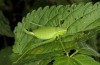 Isophya miksici: Female (NW-Bulgaria, Oblast Montana, Zhelezna, early June 2018) [N]