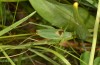 Isophya modesta: Männchen (Ostösterreich, Burgenland, Rohrbach, Juni 2019) [N]