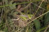 Platycleis montana: Weibchen (Niederösterreich, Steinfeld, Juni 2018) [N]