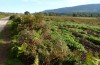 Rhacocleis neglecta: Habitat (Italien, Gargano, Foresta Umbra, 700m, Ende September 2016) [N]