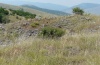 Platycleis carinata: Habitat im Akion-Gebirge im Juli 2010 [N]