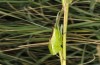 Ruspolia nitidula: Male older larva (Spain, Canary Islands, Gran Canaria, below Tasarte, December 2016) [N]