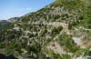 Poecilimon obesus: Habitat (Greece, Lefkada island, early June 2021) [N]