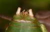 Synephippius oblongus: Male (Spain, Pyrenees, SW of Boltona, 1200m, mid-September 2021) [M]