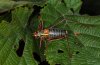 Barbitistes obtusus: Männchen (Tessin) [N]