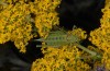 Poecilimon orbelicus: Weibchen (Bulgarien, Pirin, Orelek, 1900m NN, Ende Juli 2013) [N]