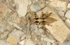 Anadrymadusa ornatipennis: Weibliche Larve (Samos, Moni Vronda, Mai 2017) [N]