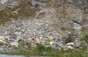 Anadrymadusa ornatipennis: Habitat (Samos, Mai 2017) [N]