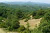 Metaplastes ornatus: Habitat im nordöstlichen Pindos-Vorland bei Grevena (Juli 2012) [N]