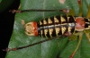 Metaplastes ornatus: Männchen (Pindos bei Grevena, Juli 2010) [N]