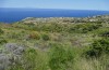 Poecilimon paros: Habitat (Griechenland, Naxos, Ende Mai 2025) [N]