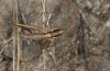Pterolepis pedata: Männchen (W-Sardinien, Küste bei Arborea, Ende September 2018) [N]