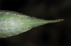 Poecilimon pergamicus: Weibchen (Lesbos, Moria, Mitte Mai 2019) [M]