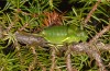 Callicrania plaxicauda: Female (Spanish Pyrenees, Lleida, Port del Cantó, 1600m, mid-September 2021) [N]