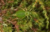 Callicrania plaxicauda: Female (Spanish Pyrenees, Lleida, Port del Cantó, 1600m, mid-September 2021) [N]