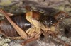 Coracinotus politus: Female (Spain, Jaen, Siles, mid-November 2022) [N]