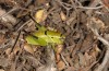 Eupholidoptera prasina: Weibchen (Samos, Kerkis, 950m, Ende Juni 2016) [N]