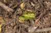 Eupholidoptera prasina: Weibchen (Samos, Kerkis, 950m, Ende Juni 2016) [N]