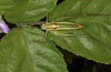 Poecilimon propinquus: Weibchen (Griechenland, Euböa, Steni, 19. Mai 2022) [N]