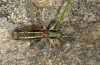 Anonconotus pusillus: Männchen (NW-Italien, Alpi Graie, Punta Verzel, Sta. Elisabetta, September 2017) [N]