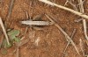Ctenodecticus ramburi: Weibchen (Spanien, Jaen, Santiago de la Espada, Ende September 2022) [N]
