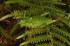 Callicrania ramburii: Female (Spain, western Pyrenees, Puerto de Otsondo, mid-September 2021) [N]