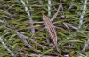 Saga rammei: Female larva (N-Greece, Alistrati, early June 2019) [N]