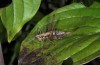 Yersinella raymondii: Female (Croatia, Dalmatia, Biokovo, October 2015) [N]