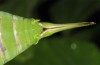 Isophya rhodopensis: Weibchen (NE-Griechenland, Thrakien, E-Rhodopen NNE Alexandoupolis, Ende Mai 2019) [M]