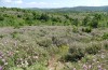 Isophya rhodopensis: Habitat (NE-Greece, Thrace, East Rhodopi mountains NNE Alexandroupolis, late May 2019) [N]
